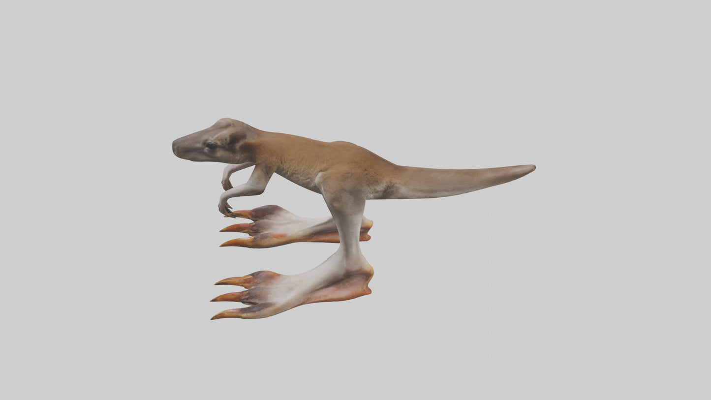 3D model Kangaroo Feet VR / AR / low-poly