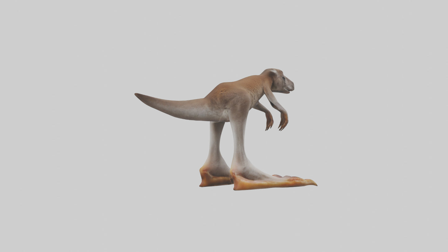 3D model Kangaroo Feet VR / AR / low-poly