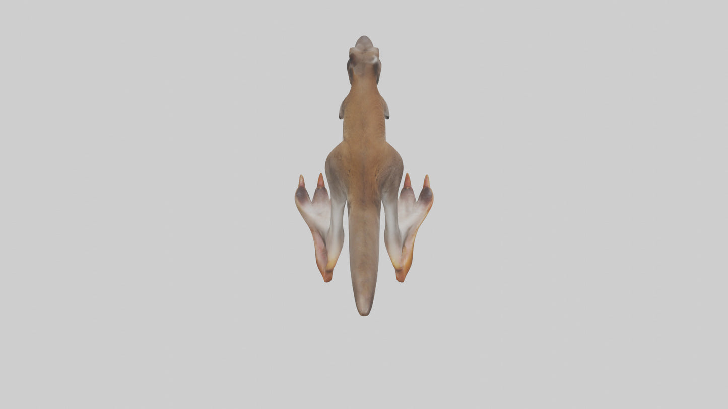 3D model Kangaroo Feet VR / AR / low-poly