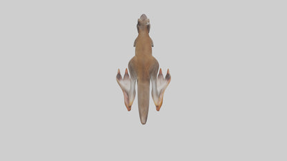 3D model Kangaroo Feet VR / AR / low-poly
