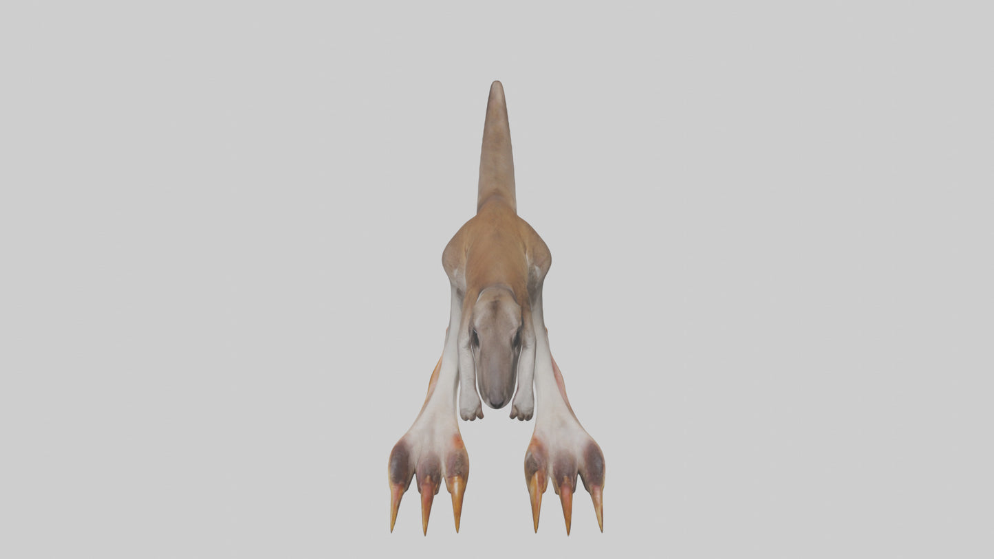 3D model Kangaroo Feet VR / AR / low-poly