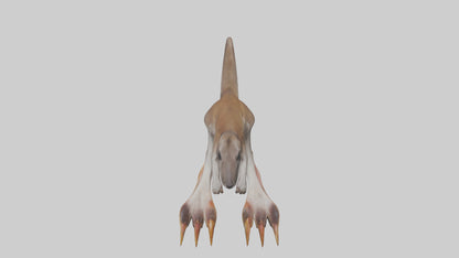 3D model Kangaroo Feet VR / AR / low-poly