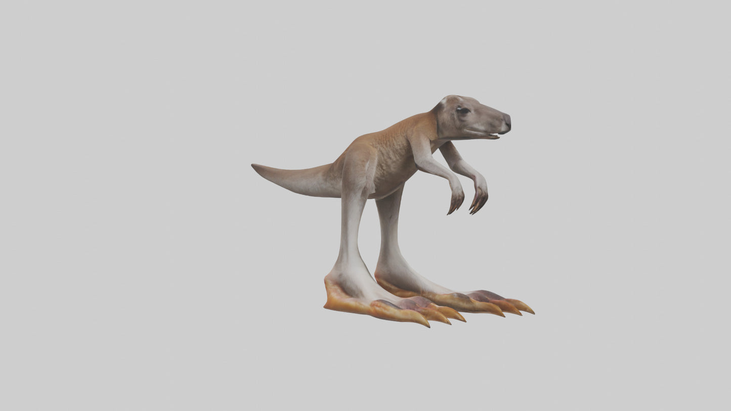 3D model Kangaroo Feet VR / AR / low-poly