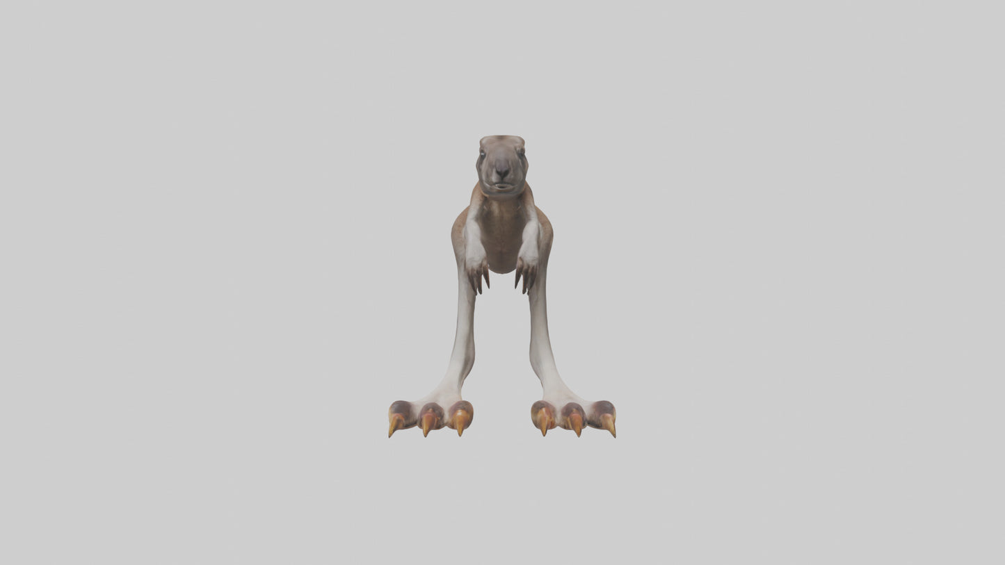 3D model Kangaroo Feet VR / AR / low-poly