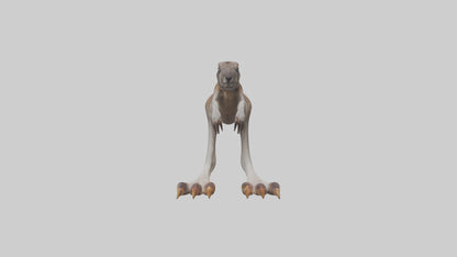 3D model Kangaroo Feet VR / AR / low-poly