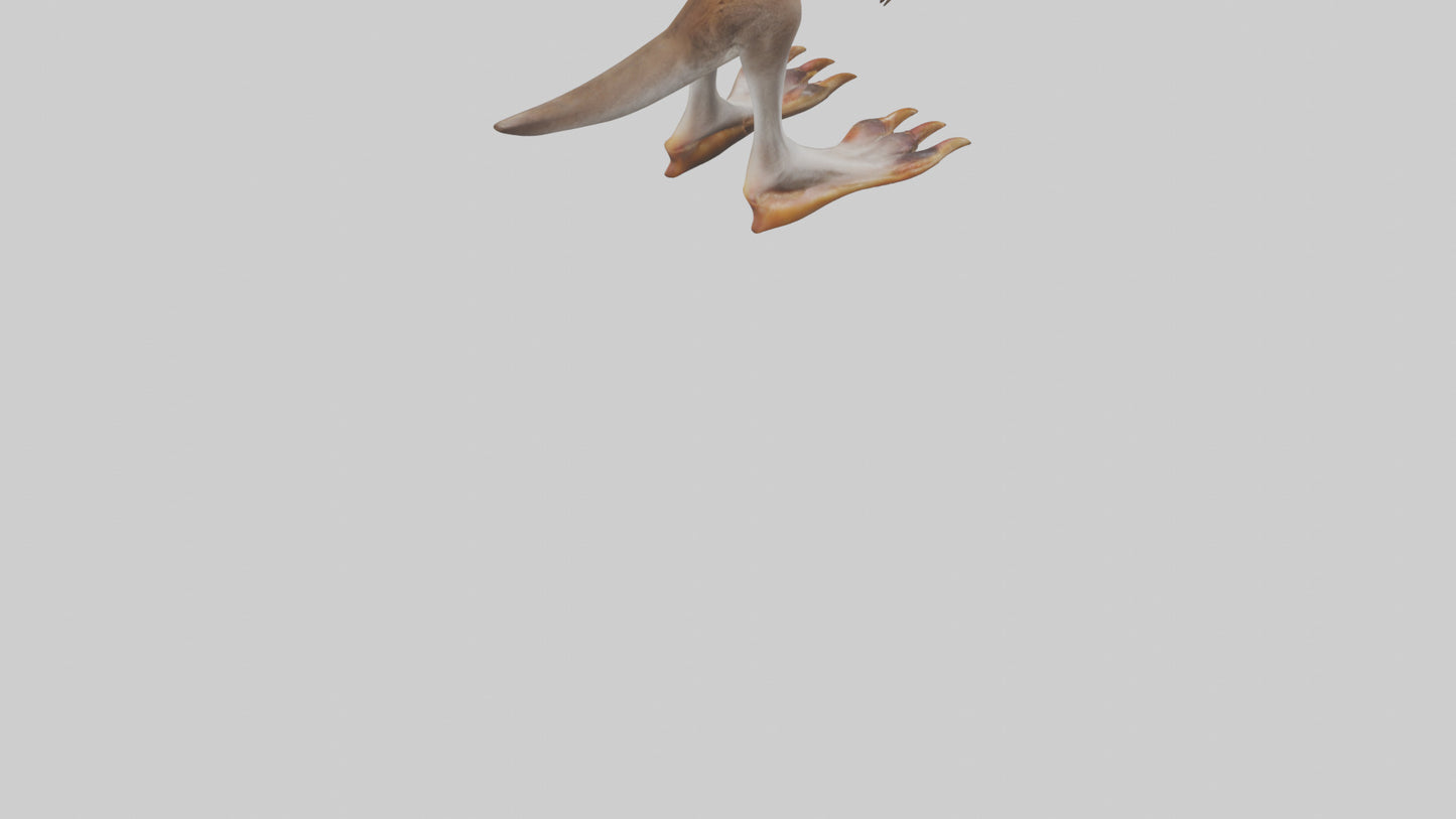 3D model Kangaroo Feet VR / AR / low-poly