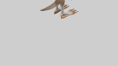 3D model Kangaroo Feet VR / AR / low-poly