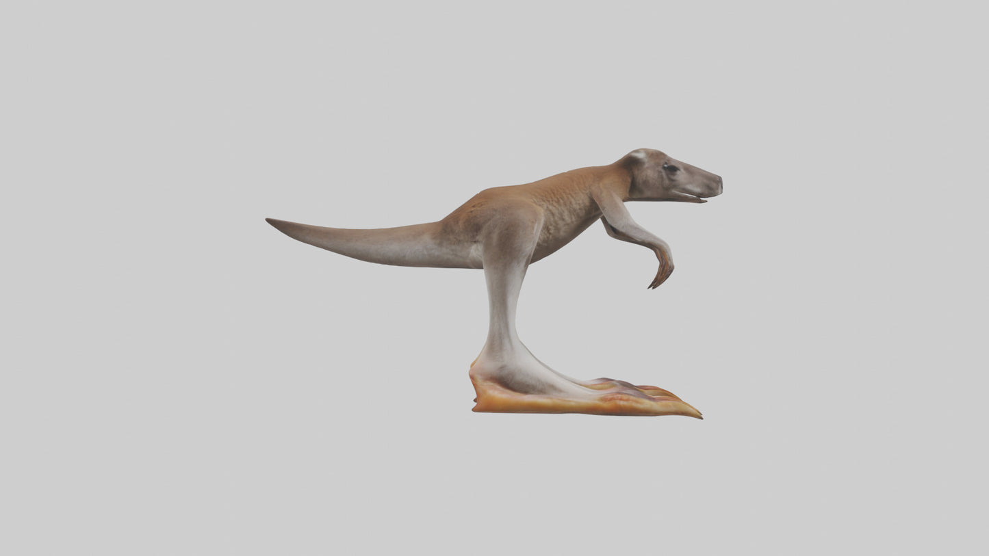 3D model Kangaroo Feet VR / AR / low-poly