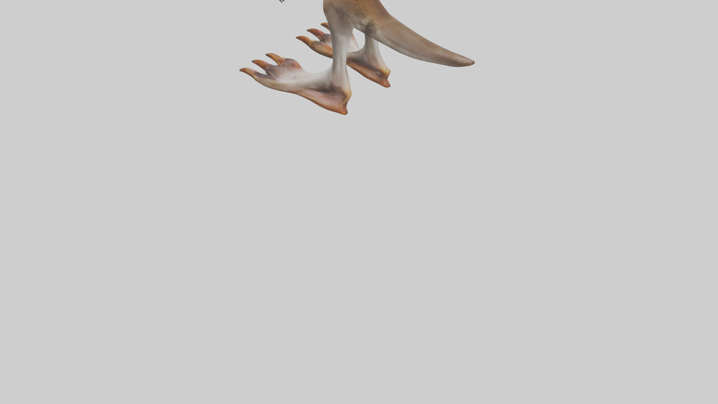 3D model Kangaroo Feet VR / AR / low-poly
