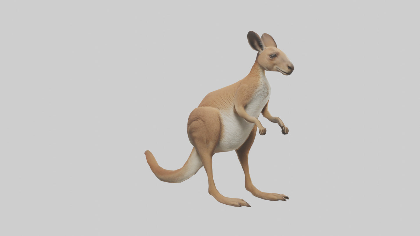 3D model Kangaroo hopping model VR / AR / low-poly