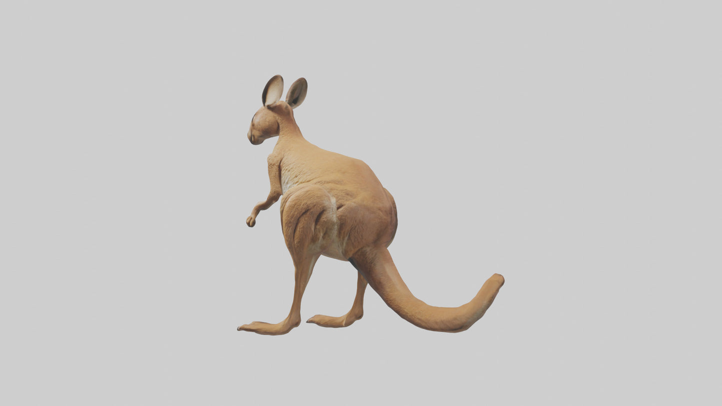 3D model Kangaroo hopping model VR / AR / low-poly