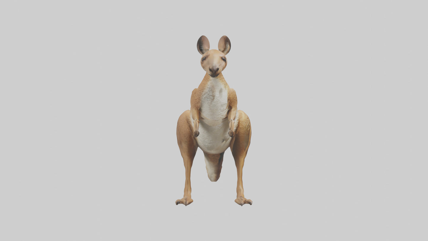 3D model Kangaroo hopping model VR / AR / low-poly