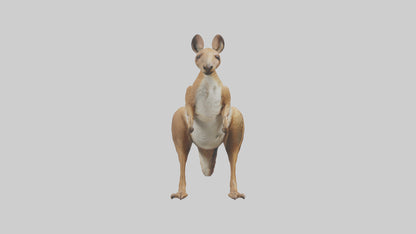3D model Kangaroo hopping model VR / AR / low-poly