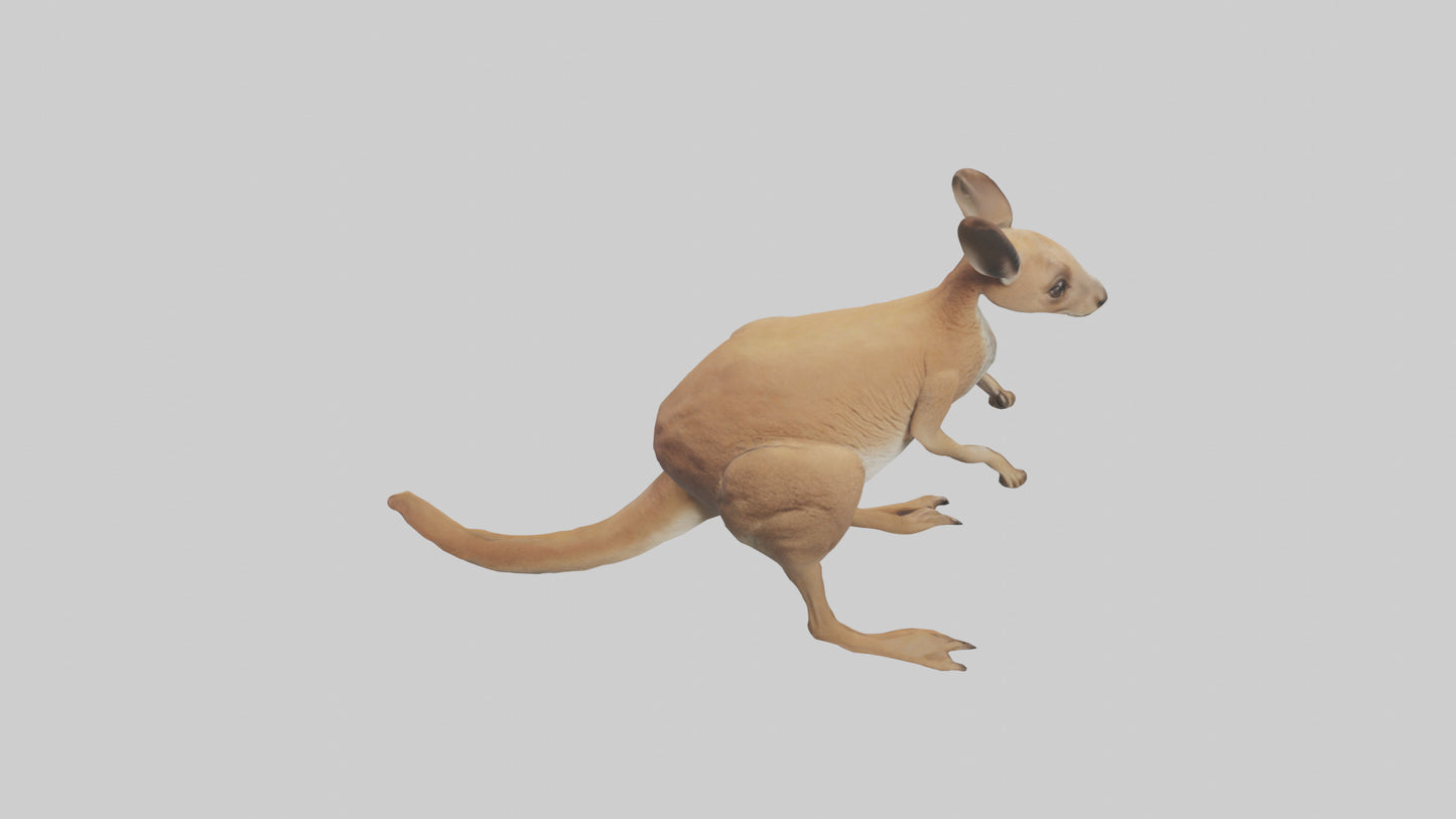 3D model Kangaroo hopping model VR / AR / low-poly