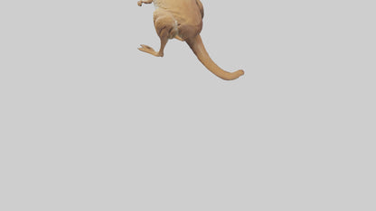 3D model Kangaroo hopping model VR / AR / low-poly