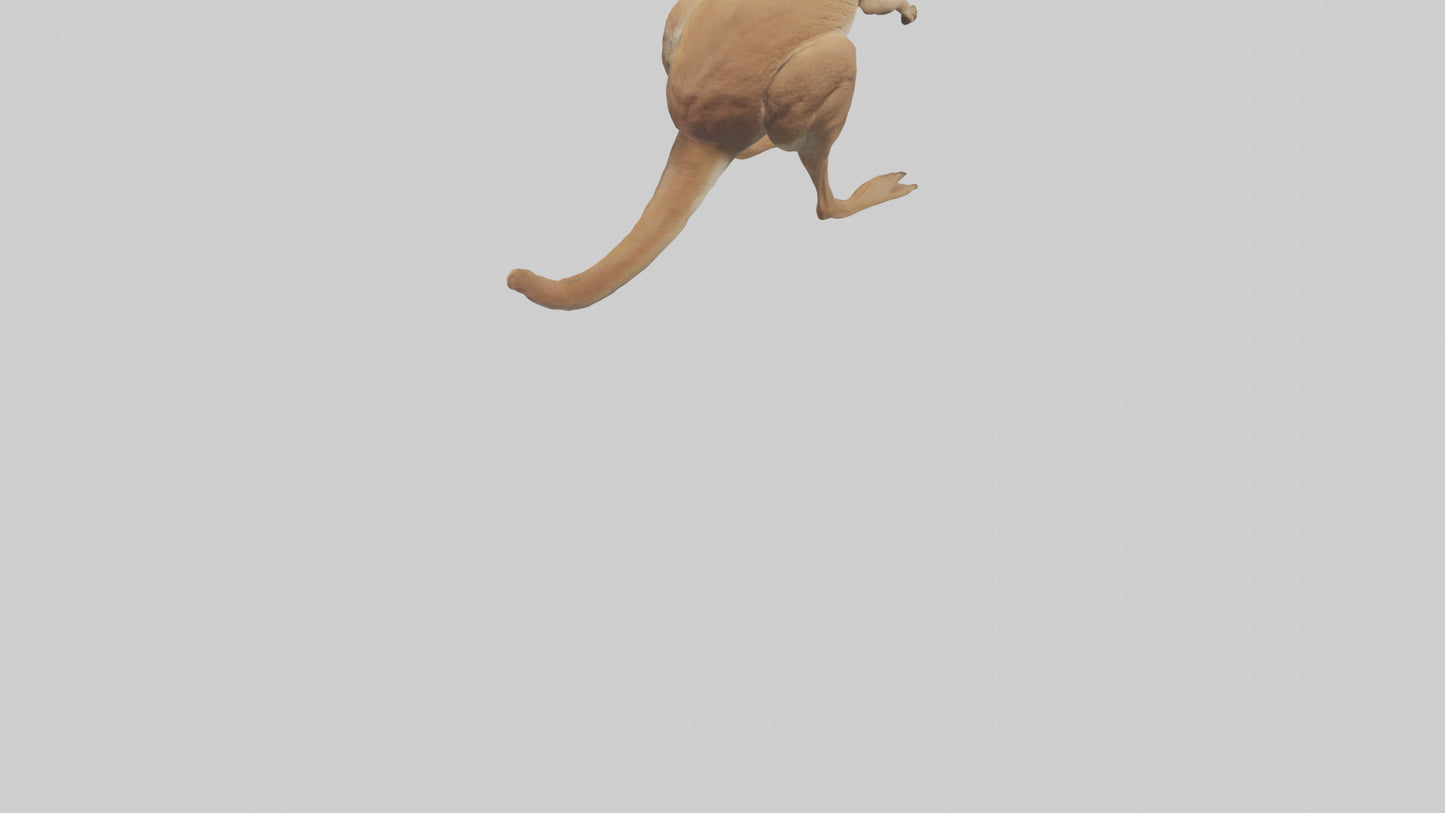 3D model Kangaroo hopping model VR / AR / low-poly