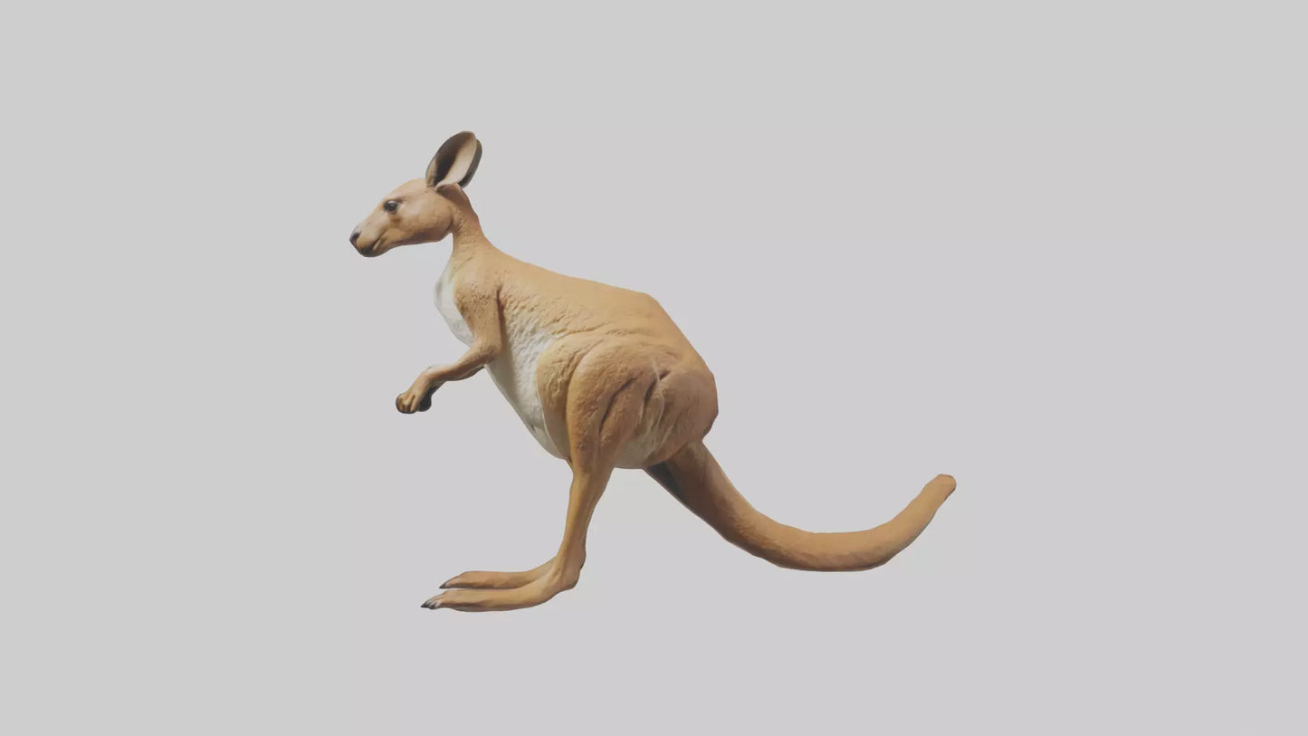 3D model Kangaroo hopping model VR / AR / low-poly