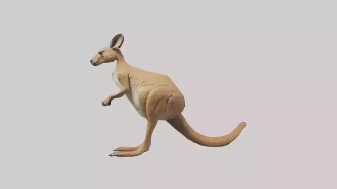 3D model Kangaroo hopping model VR / AR / low-poly