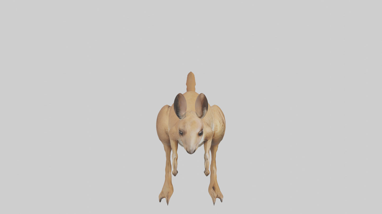 3D model Kangaroo hopping model VR / AR / low-poly