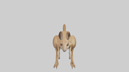 3D model Kangaroo hopping model VR / AR / low-poly