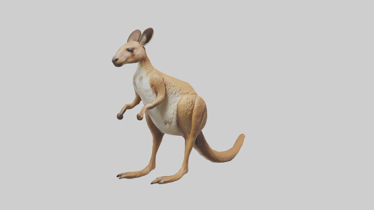 3D model Kangaroo hopping model VR / AR / low-poly