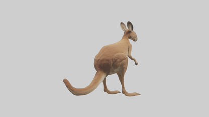 3D model Kangaroo hopping model VR / AR / low-poly
