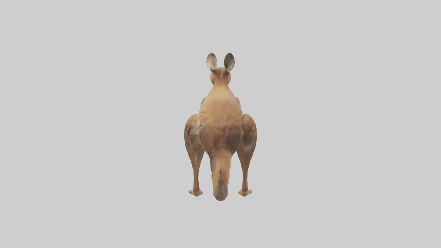 3D model Kangaroo hopping model VR / AR / low-poly