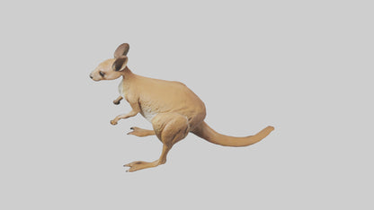 3D model Kangaroo hopping model VR / AR / low-poly