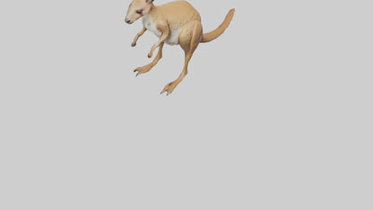 3D model Kangaroo hopping model VR / AR / low-poly