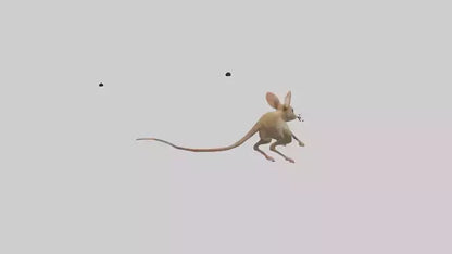 Kangaroo Mouse hopping model VR / AR / low-poly