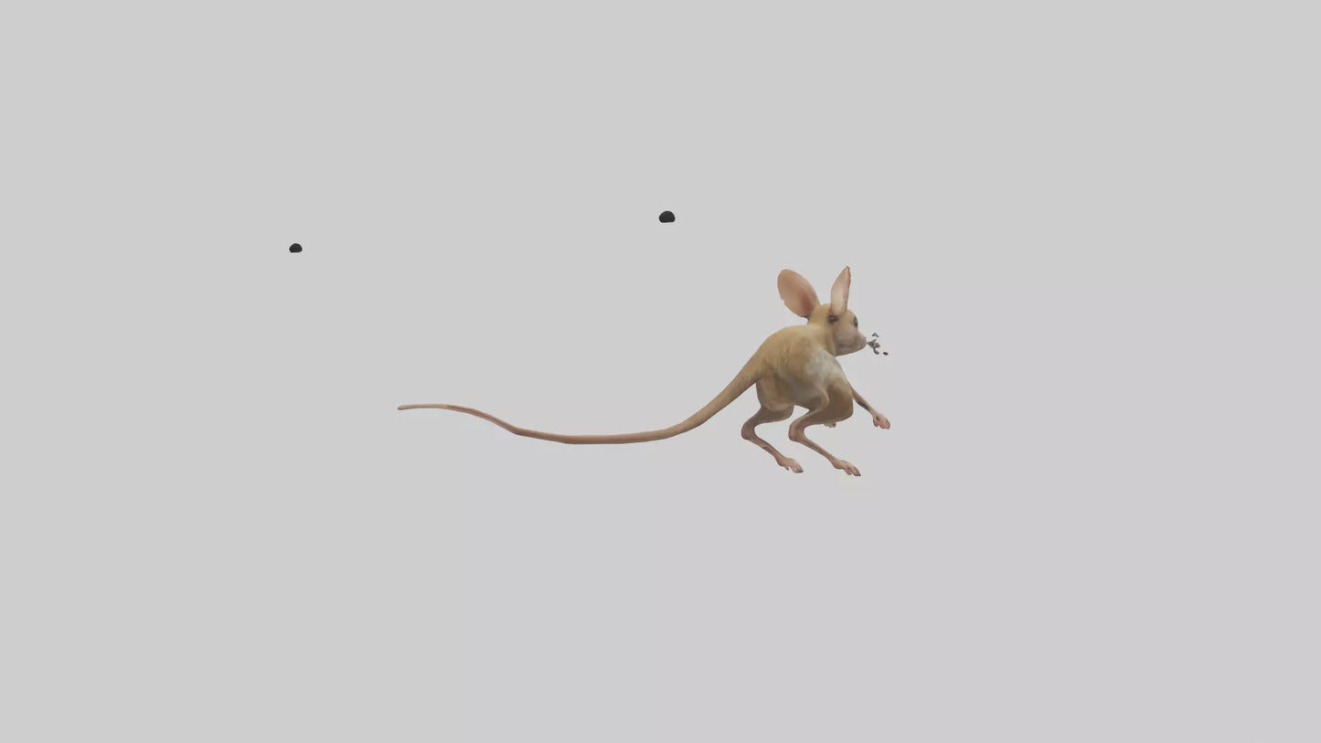 Kangaroo Mouse hopping model VR / AR / low-poly