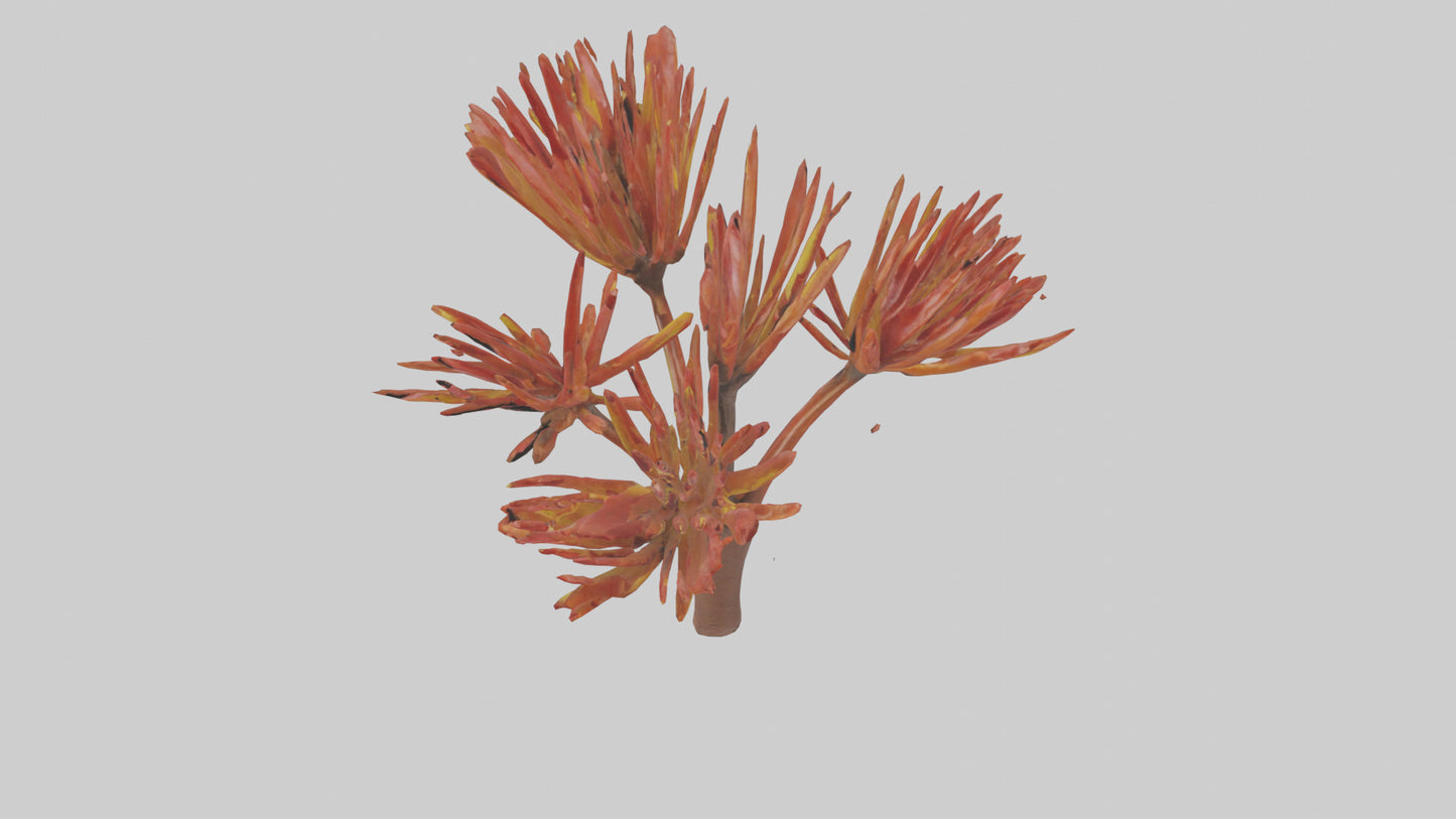 Kangaroo Mouse hopping model VR / AR / low-poly