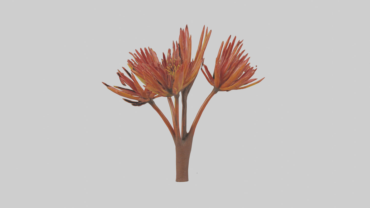 Kangaroo Mouse hopping model VR / AR / low-poly