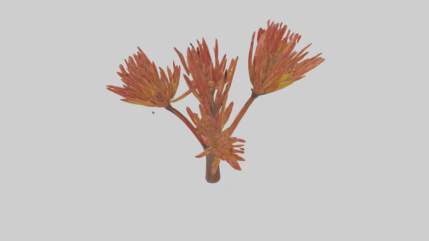 Kangaroo Mouse hopping model VR / AR / low-poly