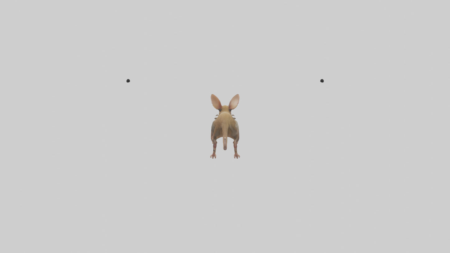 Kangaroo Mouse hopping model VR / AR / low-poly