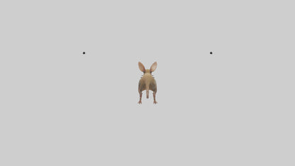 Kangaroo Mouse hopping model VR / AR / low-poly