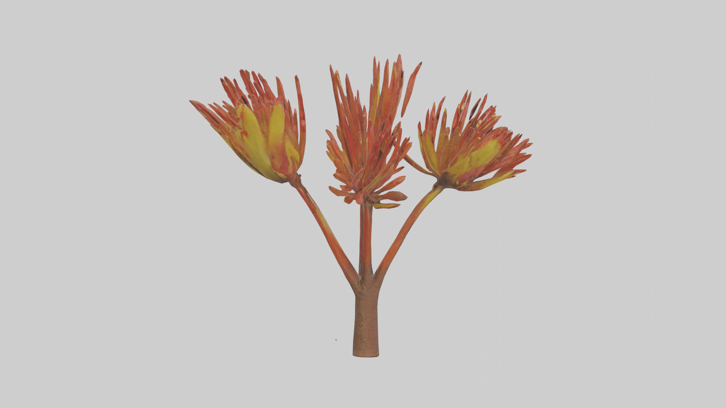 Kangaroo Mouse hopping model VR / AR / low-poly