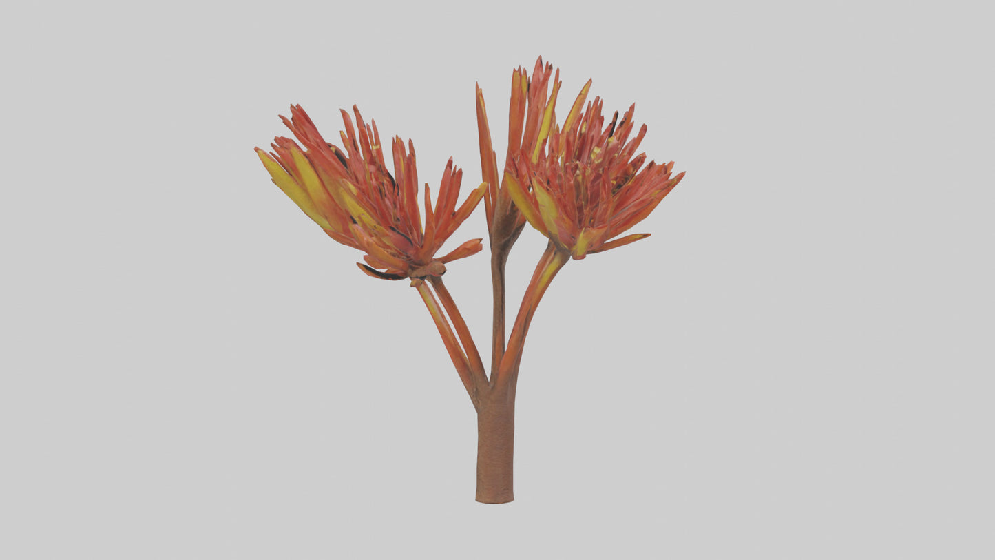 Kangaroo Mouse hopping model VR / AR / low-poly