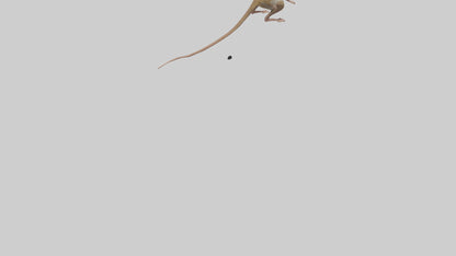 Kangaroo Mouse hopping model VR / AR / low-poly