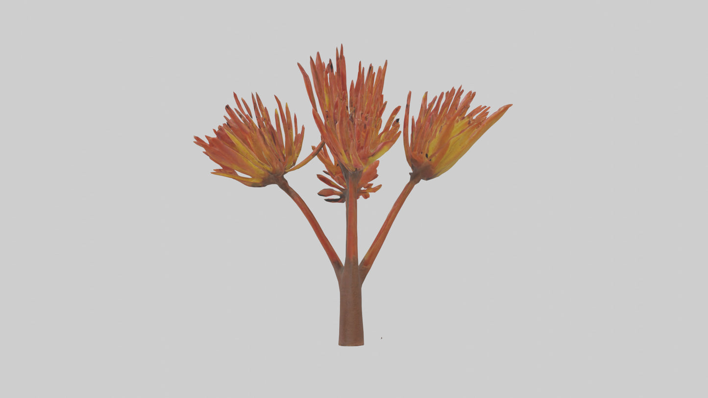 Kangaroo Mouse hopping model VR / AR / low-poly