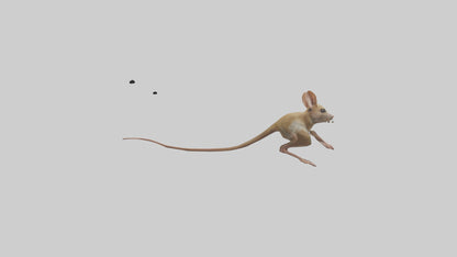 Kangaroo Mouse hopping model VR / AR / low-poly