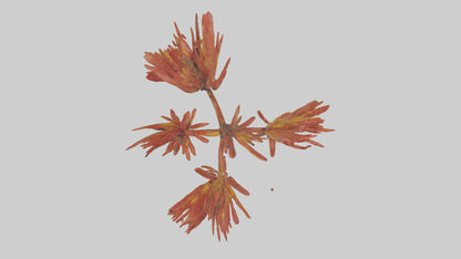 Kangaroo Mouse hopping model VR / AR / low-poly