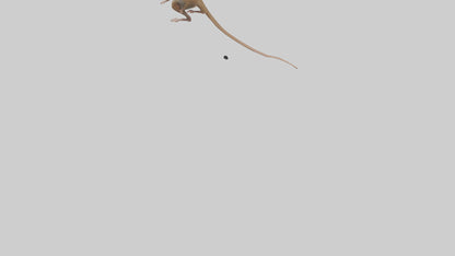Kangaroo Mouse hopping model VR / AR / low-poly