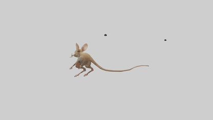 Kangaroo Mouse hopping model VR / AR / low-poly