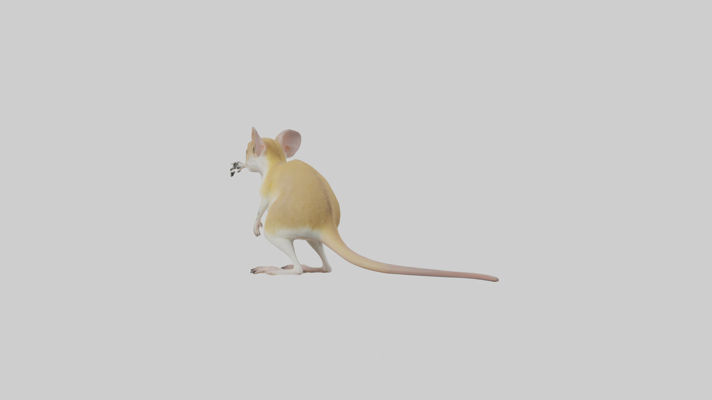 3D model Kangaroo Rat standing model VR / AR / low-poly