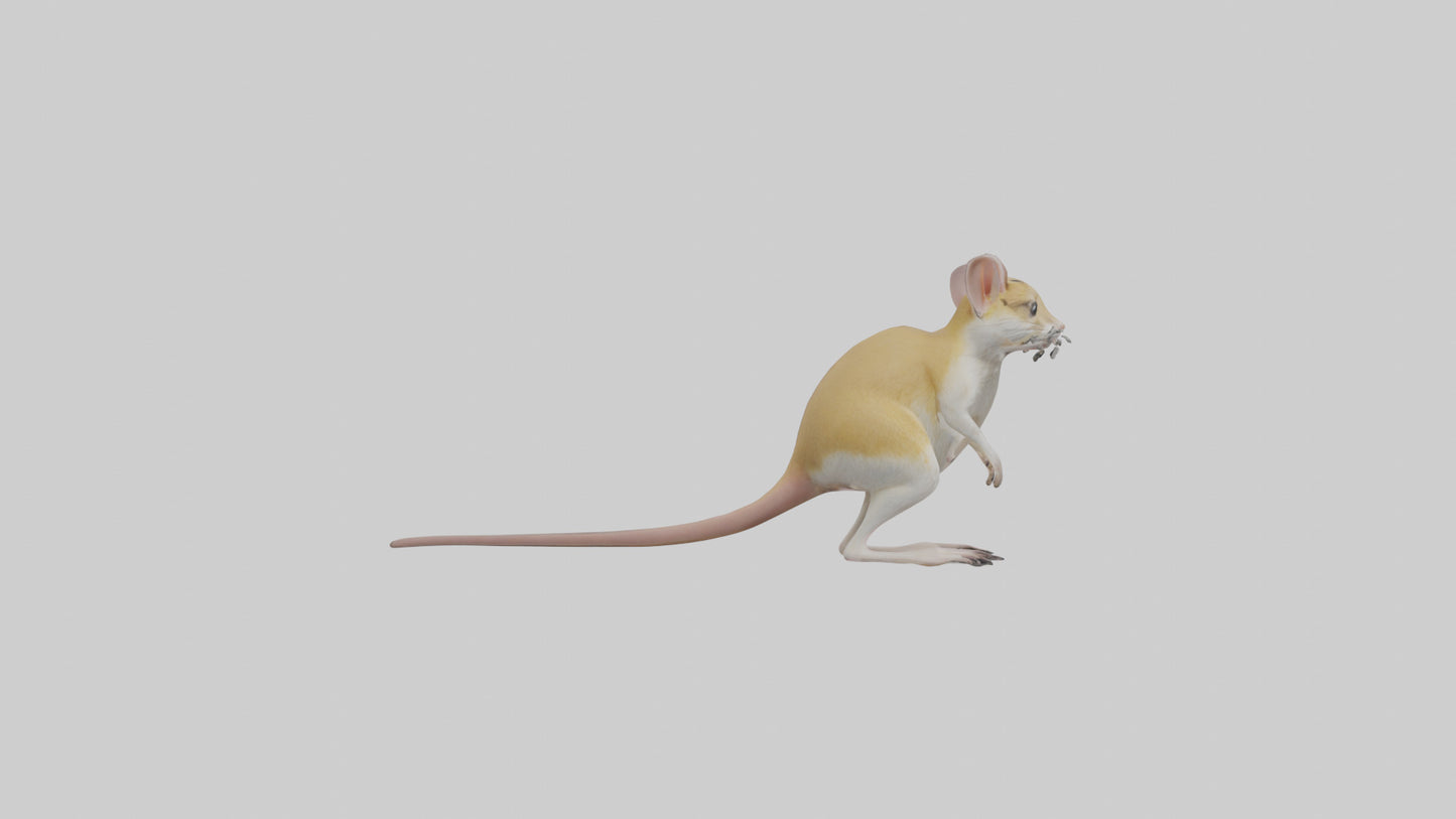 3D model Kangaroo Rat standing model VR / AR / low-poly