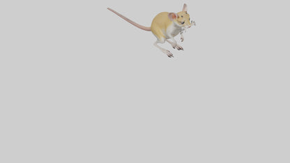 3D model Kangaroo Rat standing model VR / AR / low-poly