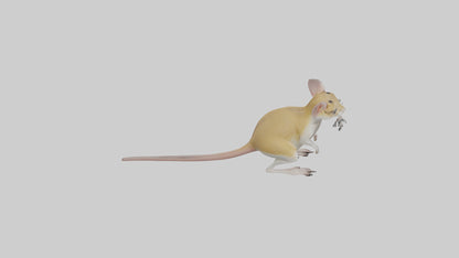 3D model Kangaroo Rat standing model VR / AR / low-poly