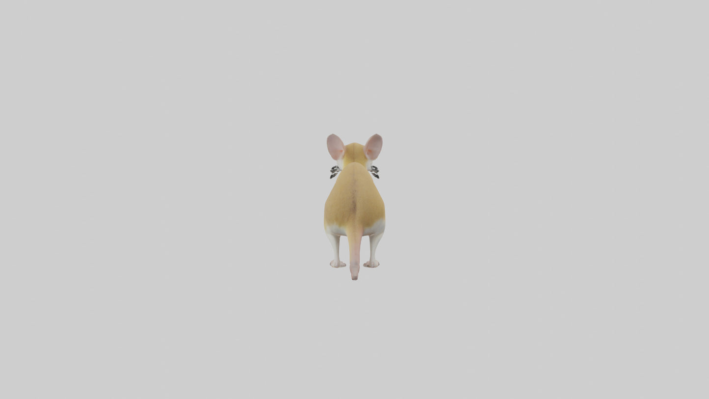3D model Kangaroo Rat standing model VR / AR / low-poly