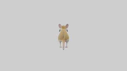 3D model Kangaroo Rat standing model VR / AR / low-poly